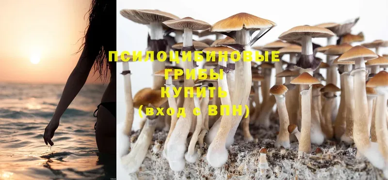 Галлюциногенные грибы Psilocybine cubensis  Иркутск 